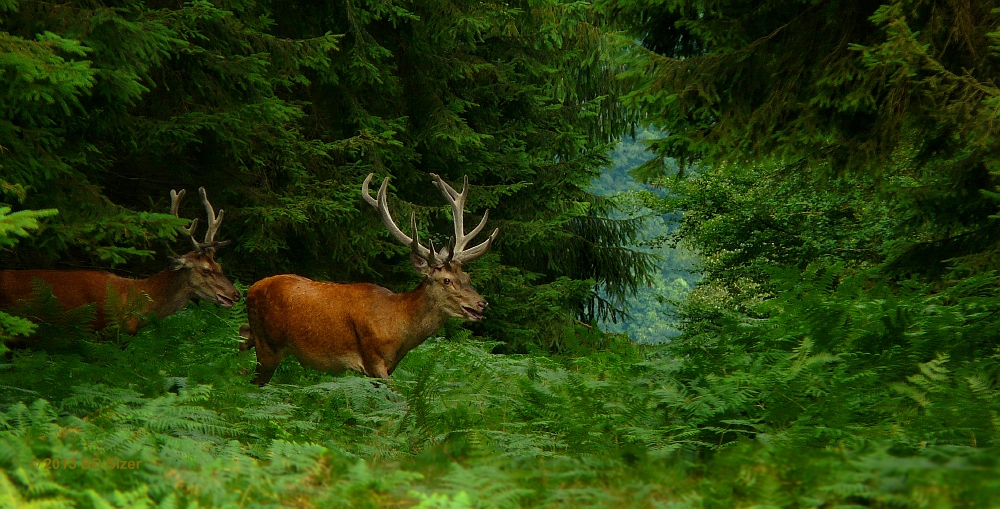 The Living Forest (250) : Red Deers