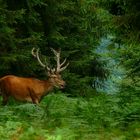 The Living Forest (250) : Red Deers