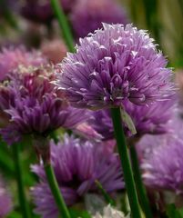 The Living Forest (252) : Wild Chives