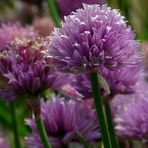 The Living Forest (252) : Wild Chives