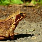 The Living Forest (254) : European Brown Frog