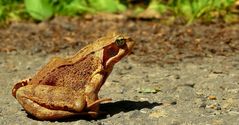 The Living Forest (254) : European Brown Frog