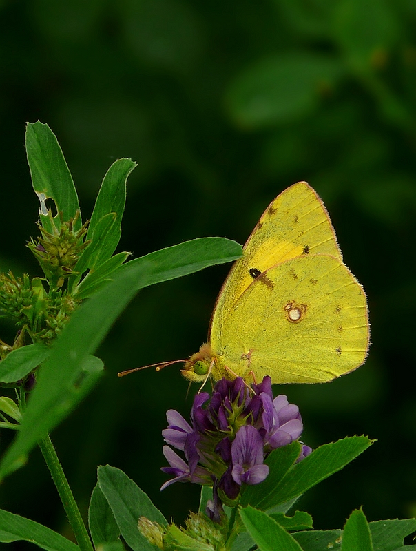 The Living Forest (255) : Clouded Yellow