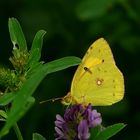 The Living Forest (255) : Clouded Yellow