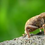 The Living Forest (256) : Acorn Weevil