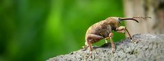 The Living Forest (256) : Acorn Weevil