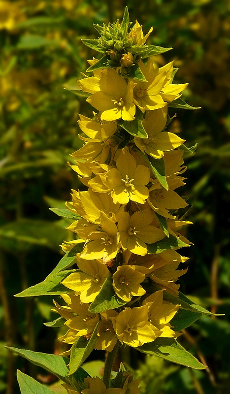 The Living Forest (257) : Spotted Loosestrife