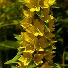 The Living Forest (257) : Spotted Loosestrife