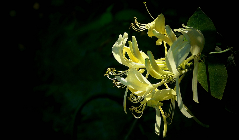 The Living Forest (258) : Honeysuckle