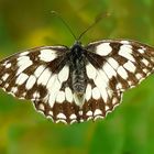 The Living Forest (259) : Marbled White (female)