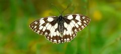 The Living Forest (259) : Marbled White (female)
