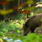 The Living Forest (26) : Wild boar