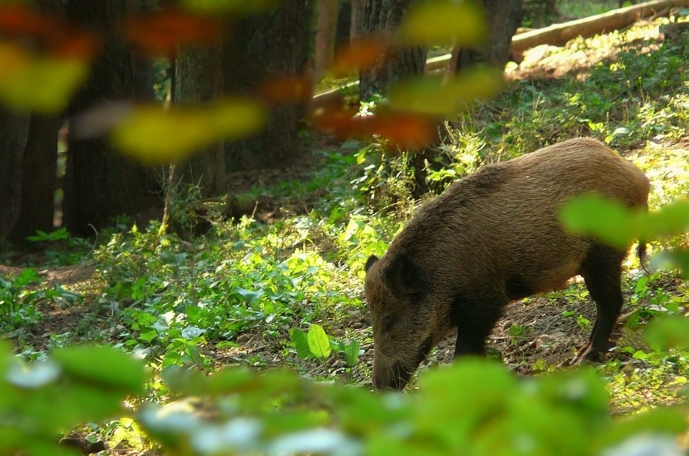The Living Forest (26) : Wild boar
