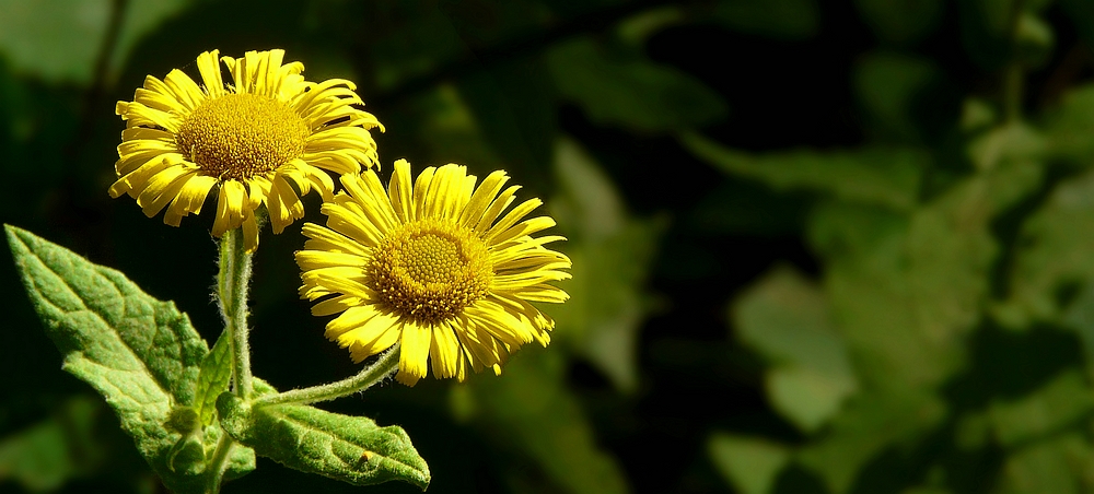 The Living Forest (260) : Yellow Oxeye Daisy