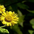 The Living Forest (260) : Yellow Oxeye Daisy