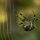 The Living Forest (262) : Cross Spider