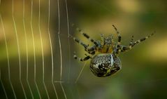 The Living Forest (262) : Cross Spider