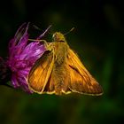 The Living Forest (263) : Large Skipper