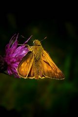 The Living Forest (263) : Large Skipper