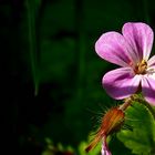 The Living Forest (264) : Herb Robert