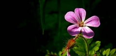 The Living Forest (264) : Herb Robert
