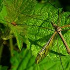 The Living Forest (265) : Crane Fly