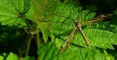 The Living Forest (265) : Crane Fly