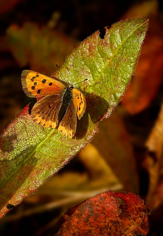 The Living Forest (266) : Small Copper