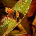 The Living Forest (266) : Small Copper