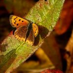 The Living Forest (266) : Small Copper