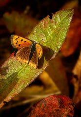 The Living Forest (266) : Small Copper