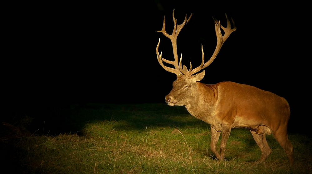 The Living Forest (267) : Red Deer