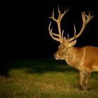 The Living Forest (267) : Red Deer