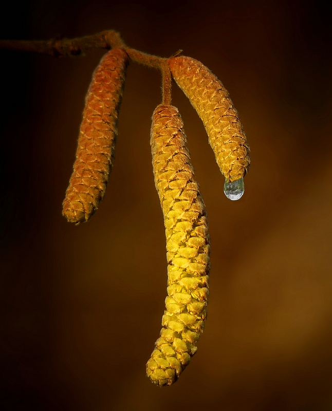 The Living Forest (268) : Hazel Catkins