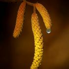 The Living Forest (268) : Hazel Catkins