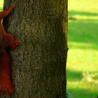 The Living Forest (27) : Red squirrel