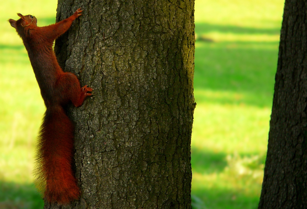 The Living Forest (27) : Red squirrel