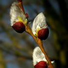 The Living Forest (270) : Willow Catkins