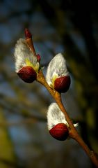 The Living Forest (270) : Willow Catkins