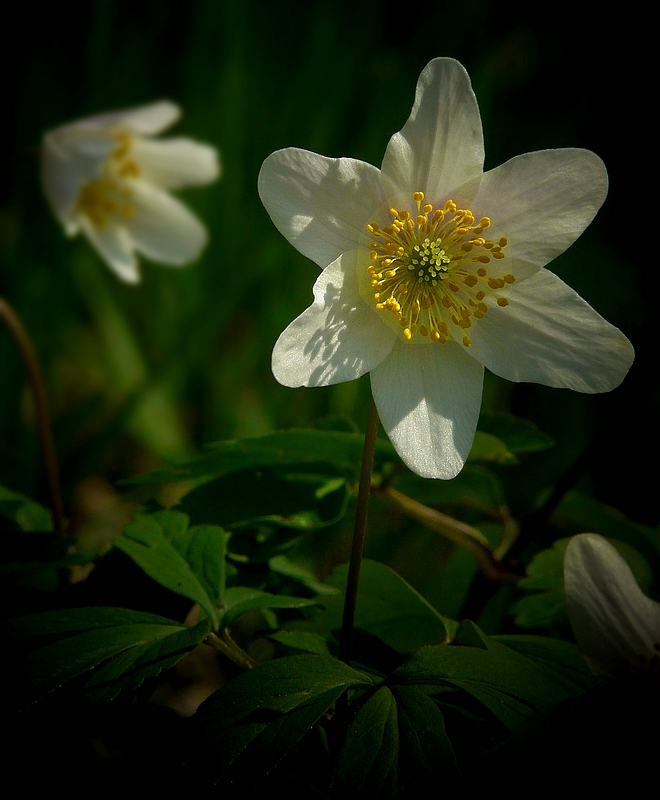 The Living Forest (271) : Wood Anemone