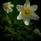 The Living Forest (271) : Wood Anemone