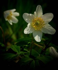 The Living Forest (271) : Wood Anemone