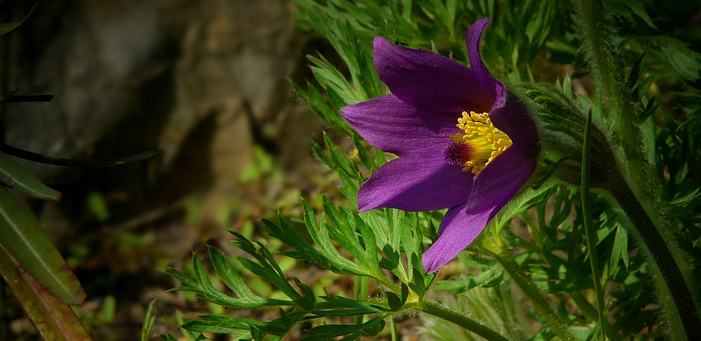 The Living Forest (272) : Pasque flower