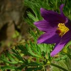 The Living Forest (272) : Pasque flower