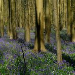 The Living Forest (273) : A sea of Bluebells