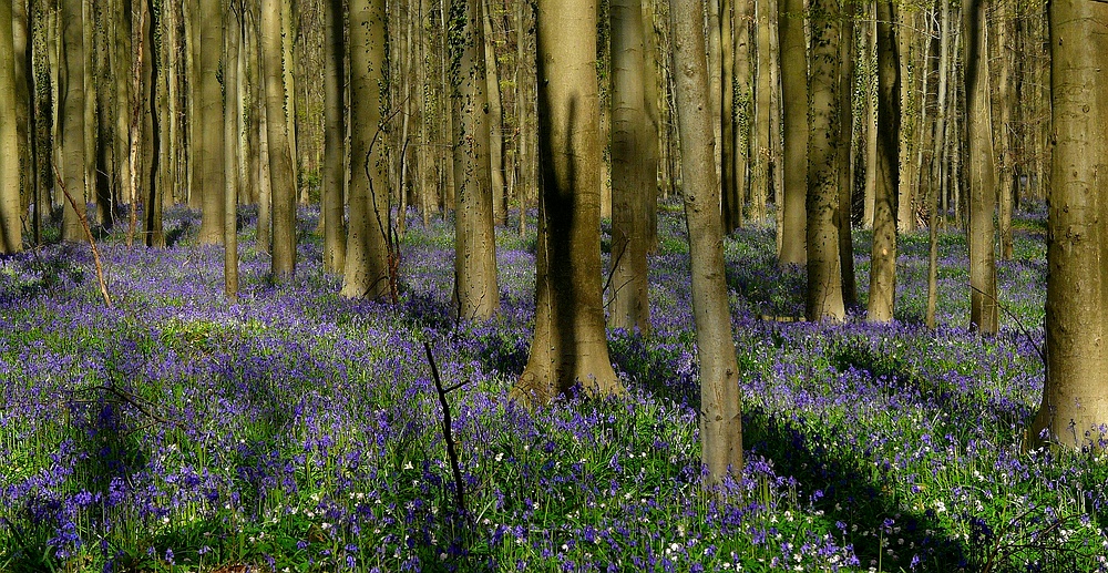 The Living Forest (273) : A sea of Bluebells