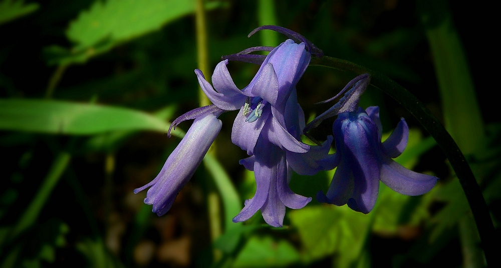The Living Forest (274) : Common Bluebell
