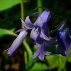 The Living Forest (274) : Common Bluebell