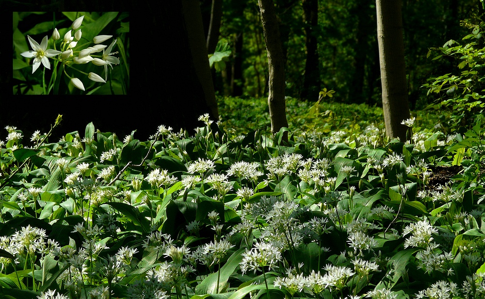 The Living Forest (275) : Wild Garlic