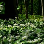 The Living Forest (275) : Wild Garlic